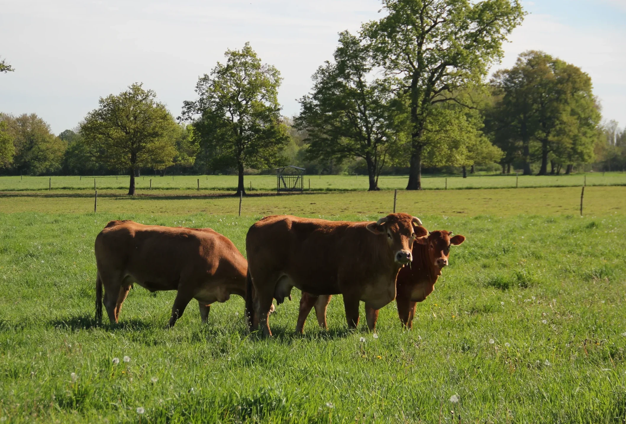 vache et veau , pour le colis de viande limousine